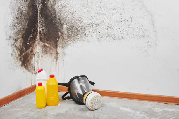 Best Kitchen Mold Remediation in Grayvle, IL