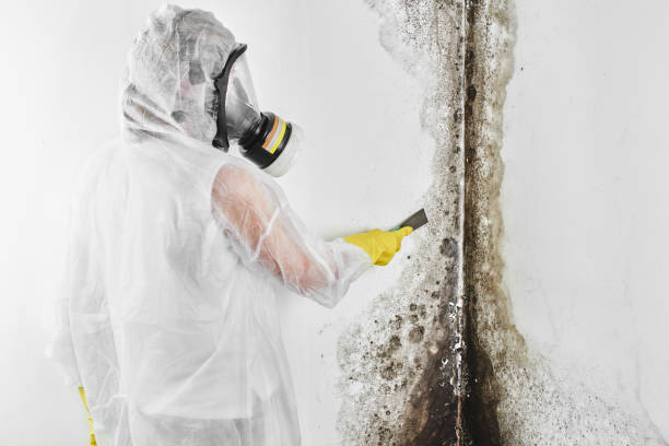 Best Health and Safety Mold Remediation in Grayvle, IL