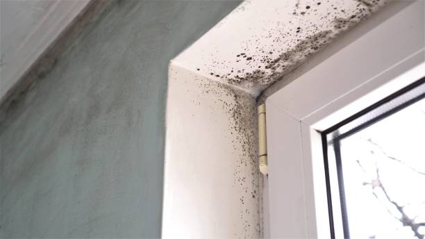 Best Bathroom Mold Remediation in Grayvle, IL