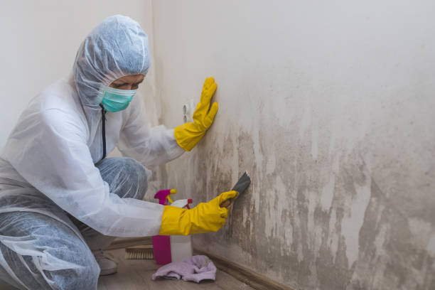 Best HVAC Mold Remediation in Grayvle, IL