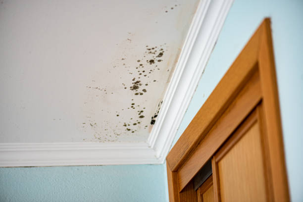 Best Attic Mold Remediation in Grayvle, IL