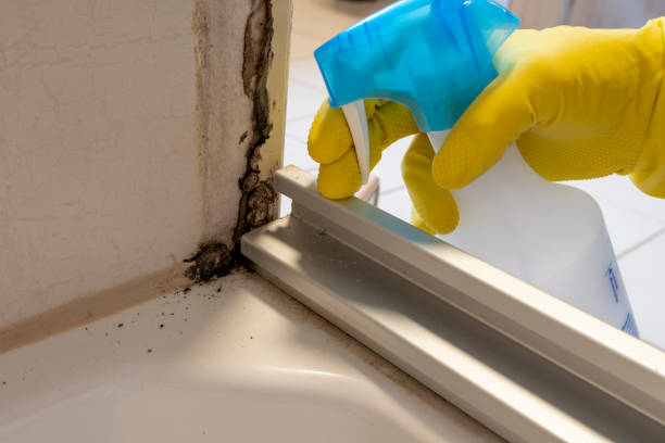 Best Basement Mold Remediation in Grayvle, IL
