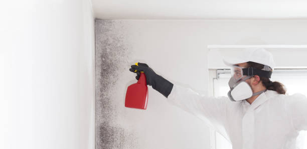 Trusted Grayville, IL Mold Remediation Experts