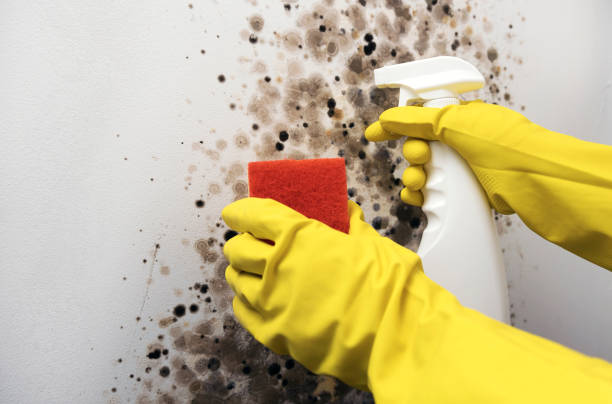 Best Post-Flood Mold Remediation in Grayvle, IL
