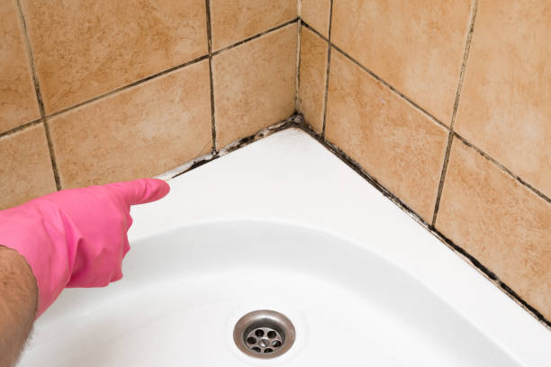 Best Kitchen Mold Remediation in Grayvle, IL